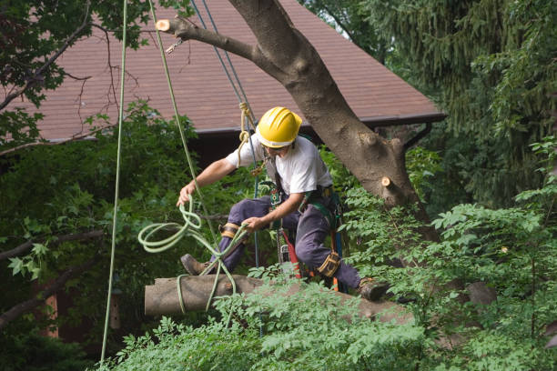 Berea, SC Tree Care Company